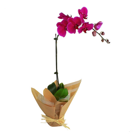 Orchid Plant Uae